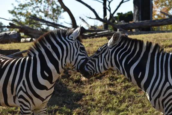 Казино Рокн Рола Поддръжка